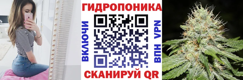 Конопля гибрид  KRAKEN   это как зайти  магазин  наркотиков  Мышкин 